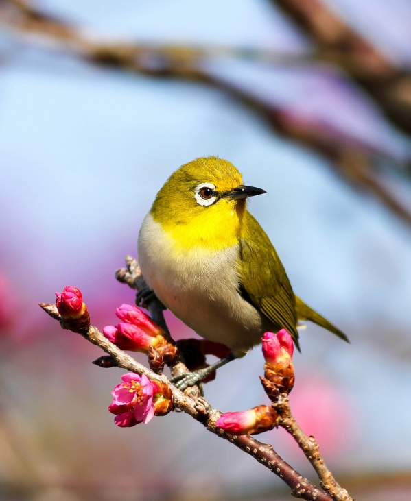 Colorful yellow bird perched on a branch with budding pink flowers