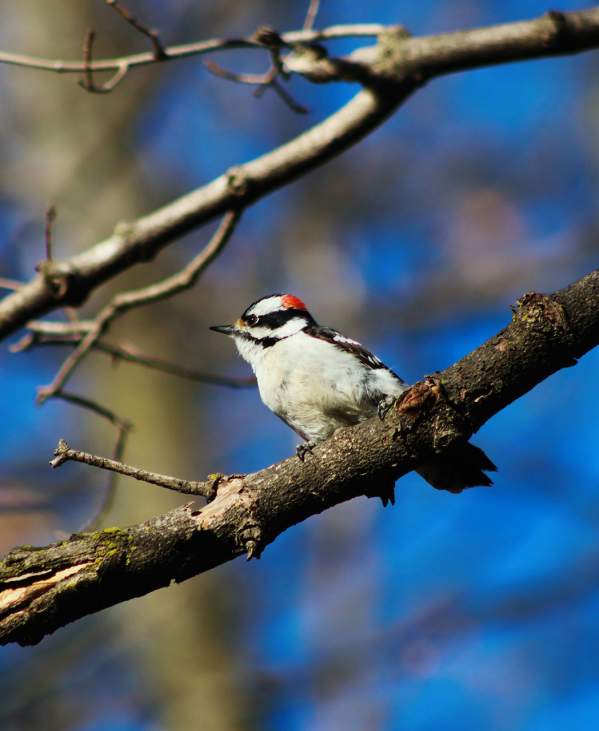 Black, white, and red Downy Woodpecker perched in a tree branch