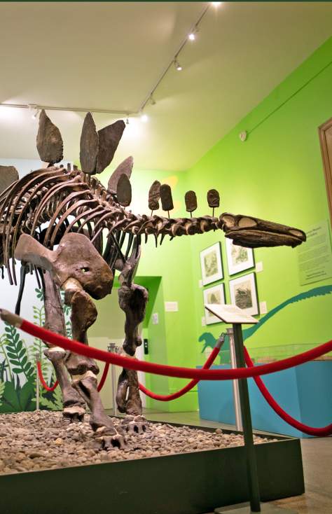 Everhart Museum dinosaur