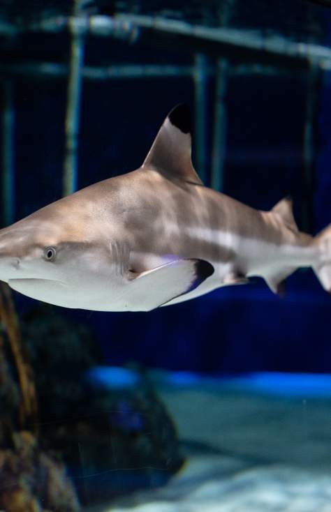 Shark at the Electric City Aquarium & Reptile Den