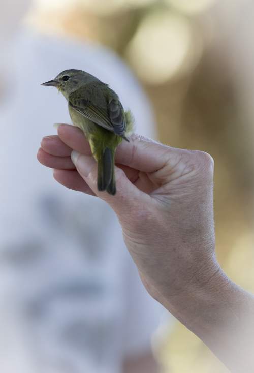 Bird perched on a hand
