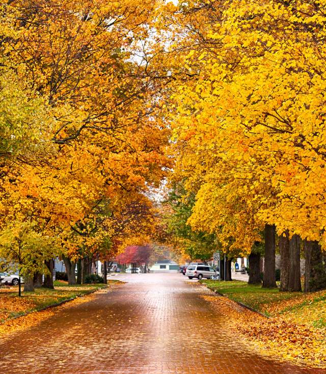 Autumn Leaves in Kosciusko County