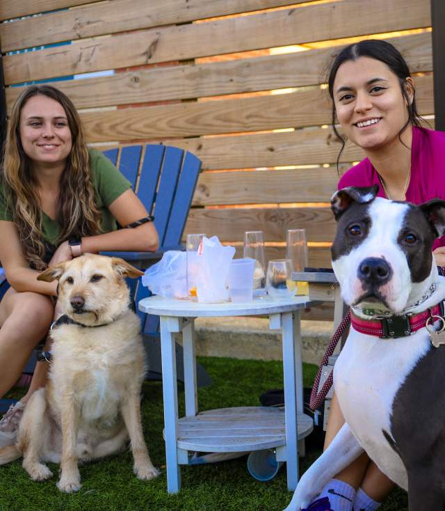 Dogs