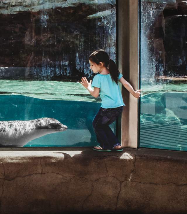 Girl at Fort Wayne Zoo with Sea Lion