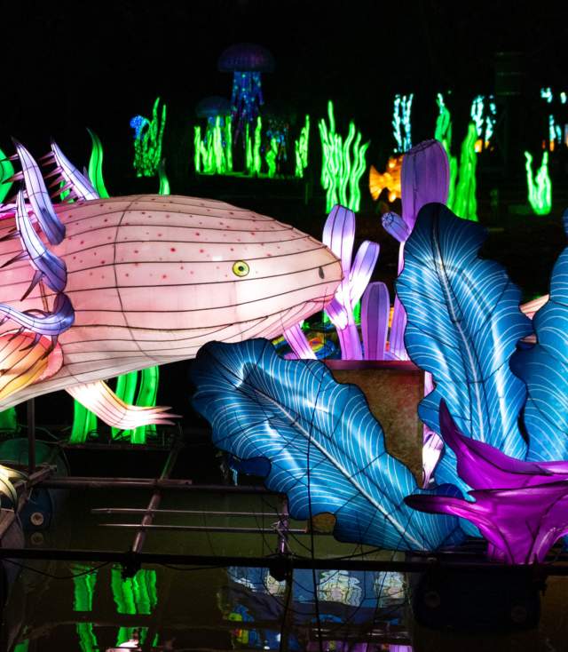 Fort Wayne Zoo Glo Wild lantern festival colorful lanterns shining against the lake