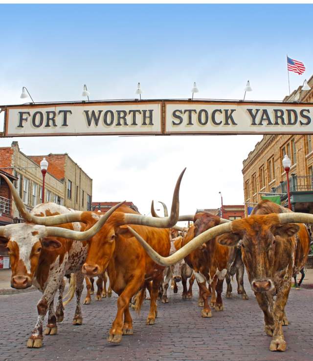 Longhorns