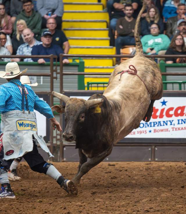 Bull at Rodeo Event