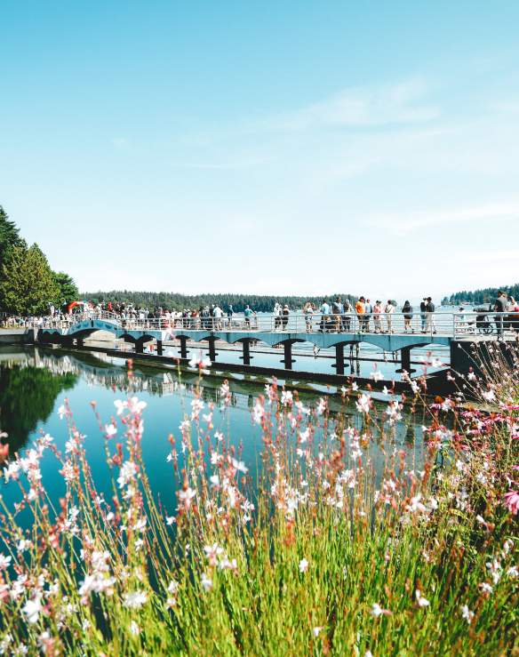 People walking on a bridge over water with pink flowers leading towards the bridge.