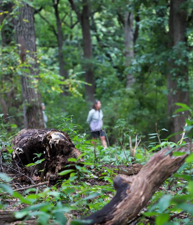 a person out of focus on a trail in a wooded green park