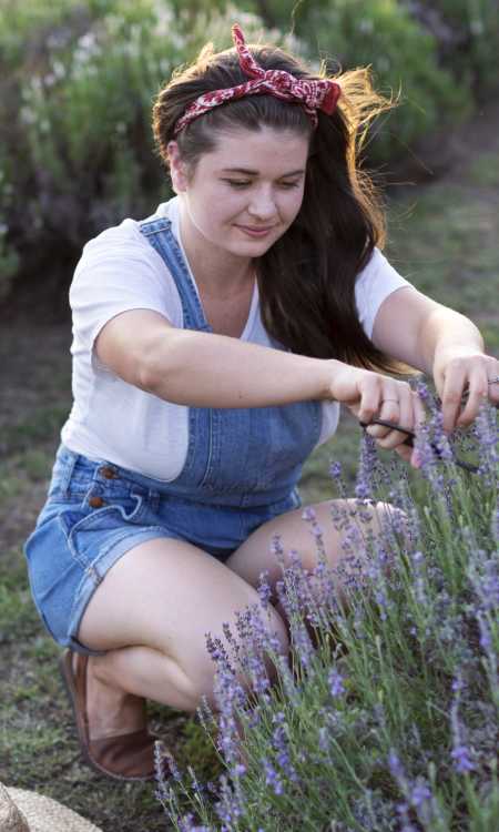 Woman Picking Lavender On A Farm In Kansas