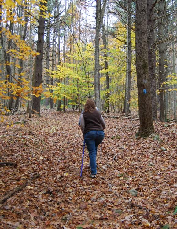 Mount Holly Marsh Preserve
