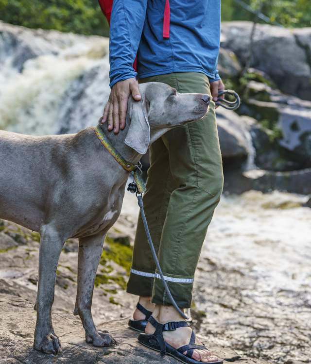 se permiten perros en sugarloaf marquette mi