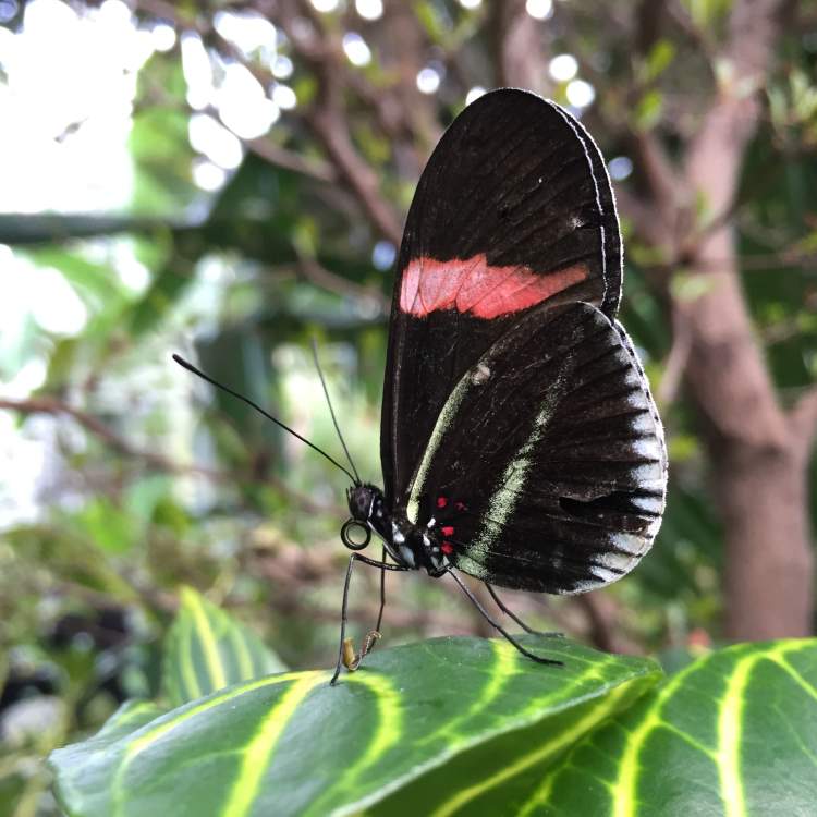 A butterfly perches on a leaf in the Tropical Conservatory at Frederik Meijer Gardens & Sculpture Park.