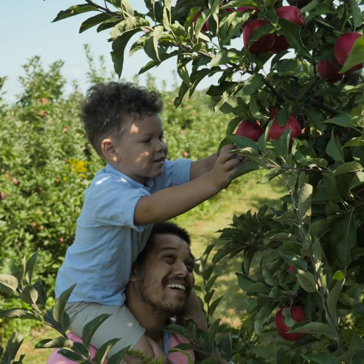 Apple picking at Bloks Orchard