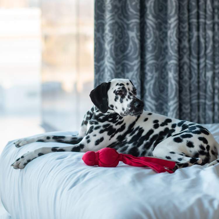 Dog laying on the bed in a hotel room