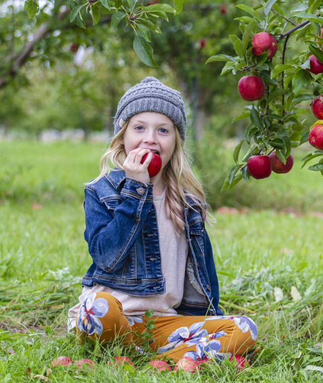 Apple Picking Season 2023