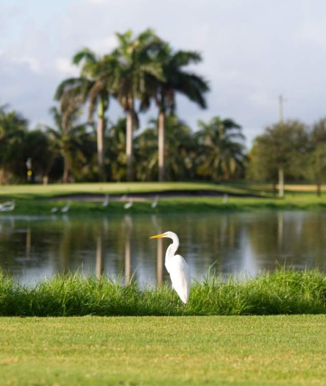 A white heron standing next to a small body of water on a golf course