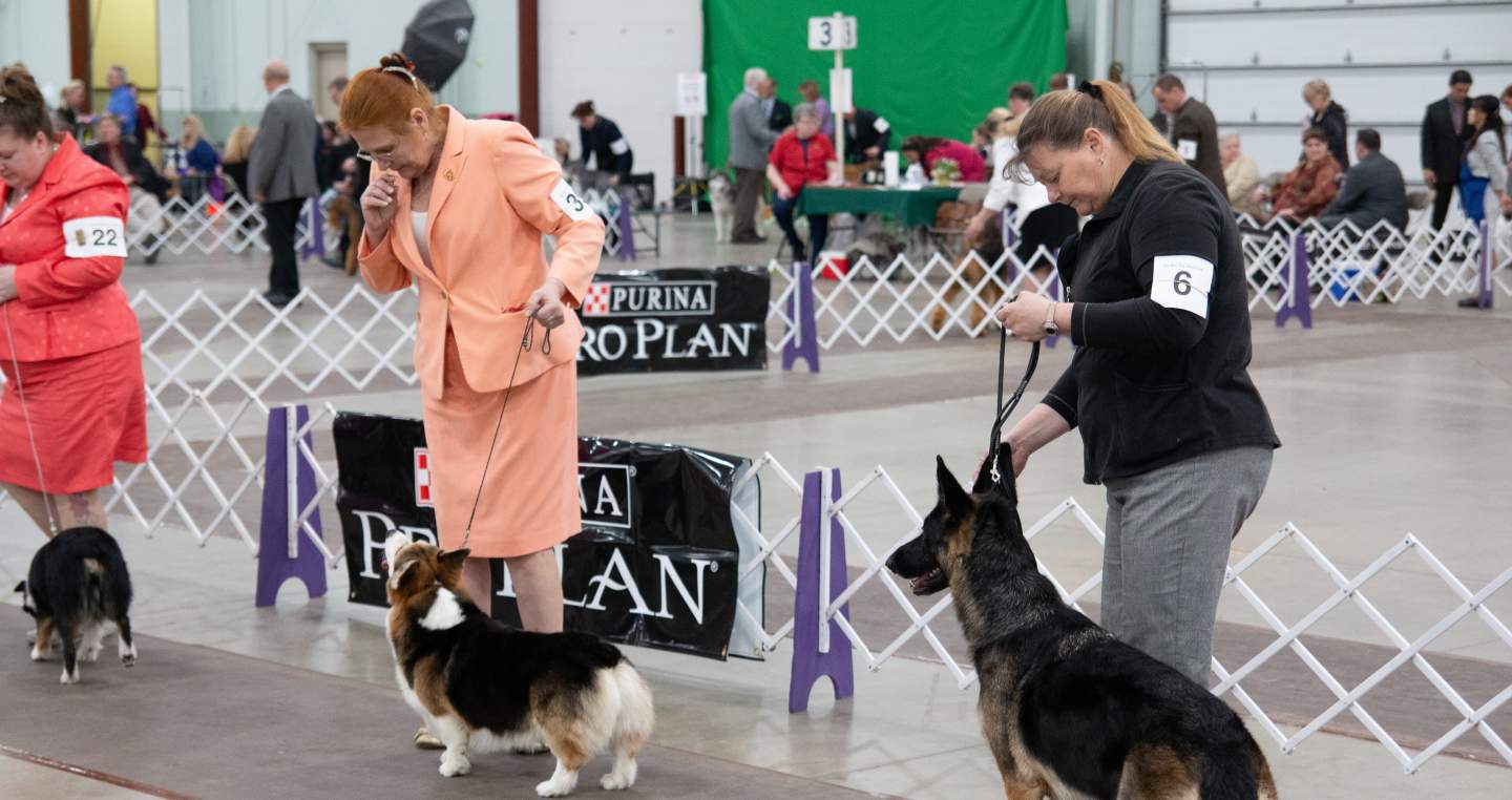 celtic classic- dog show