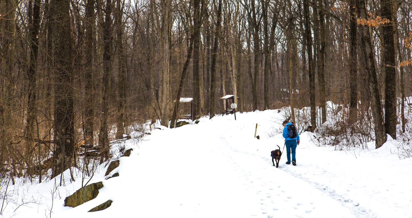 A person and their dog walking along a snowy trail through the winter forest
