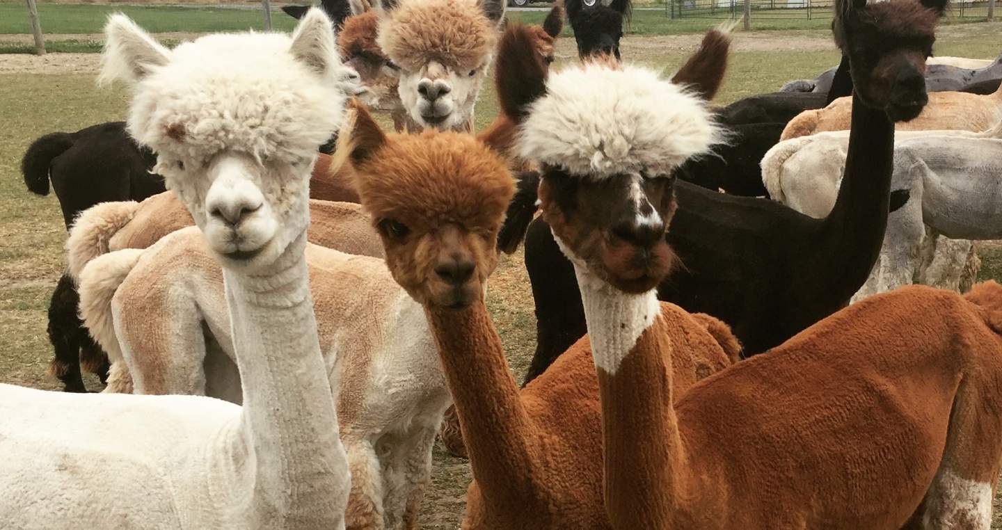 A small herd of inquisitive alpacas