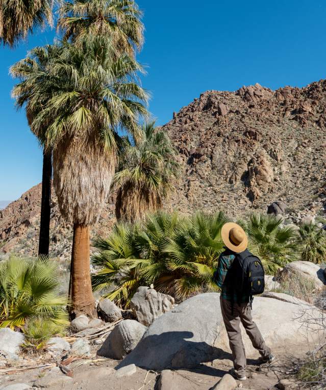 49 Palms Oasis Trail NPS  Alessandra Puig-Santana