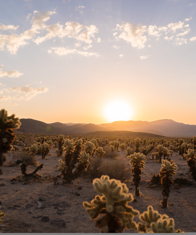 Hotels minutes from Joshua Tree National Park in 29 Palms