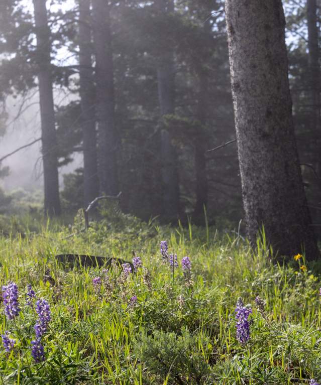 Spring Wildflowers on Casper Mountain