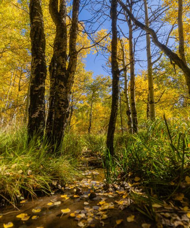 Fall colors on Casper Mountain