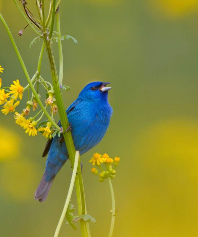 Indigo Bunting