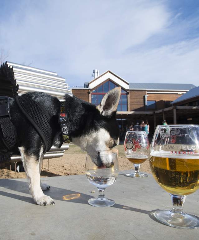New Belgium Brewing - Pet Friendly Patio Dog