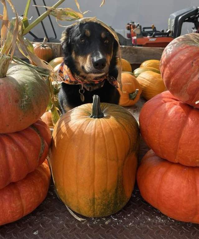 Leeward Farms Pumpkin Patch