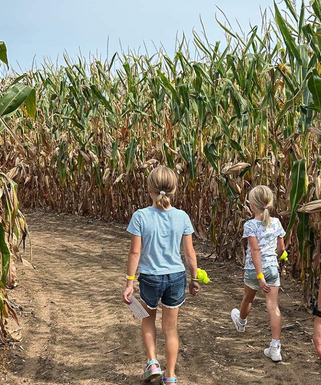 Corn Maze 2024