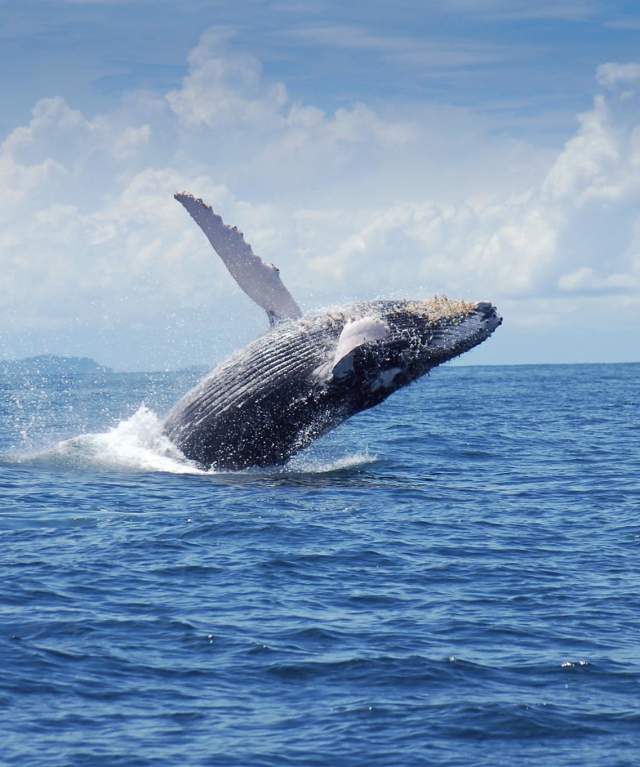 Humpback whale breaching near the Pacific coast of Panamá during whale-watching season.