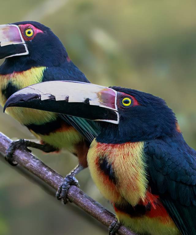 Dos aves, probablamente tucanes Aracari, de colorido plumaje posadas en una rama en Ciudad de Panamá, Panamá.