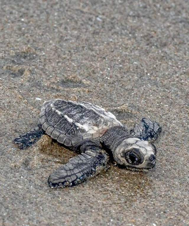 Turtle hatchling walks away into the sea in Veraguas province, Panamá