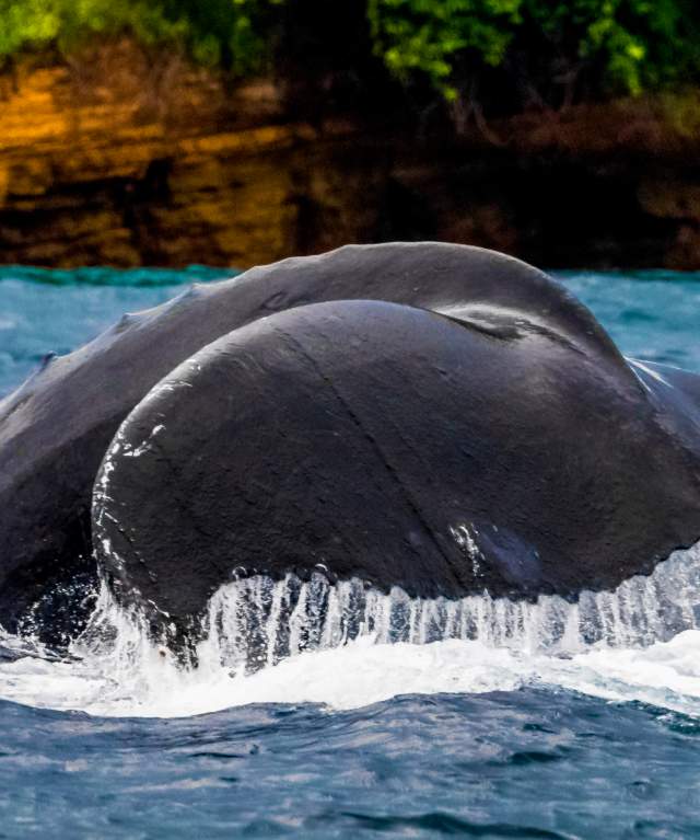 Humpback whale slaps flipper into ocean