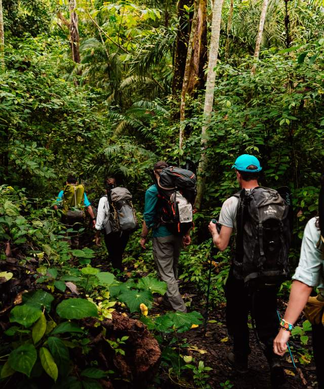 Group of hikers with backpacks walking along a jungle trail in Cruces Trail National Park, Panama.