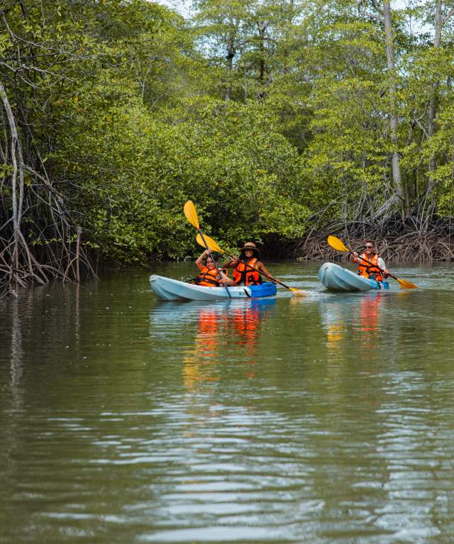 Tourists kayaking through mangroves on Veraguas’ Pacific Coast, Panama