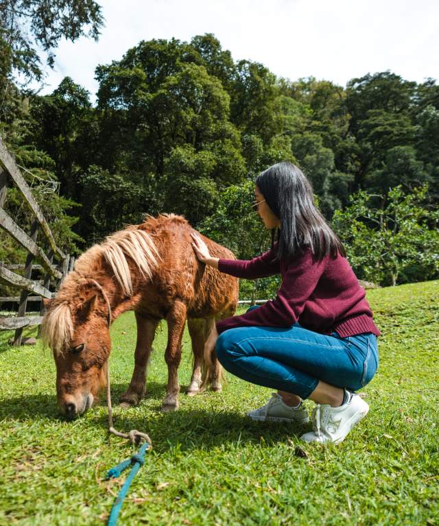 A tourist petting a pony in the gardens of Haras farm in Cerro Punta, Chiriquí province.