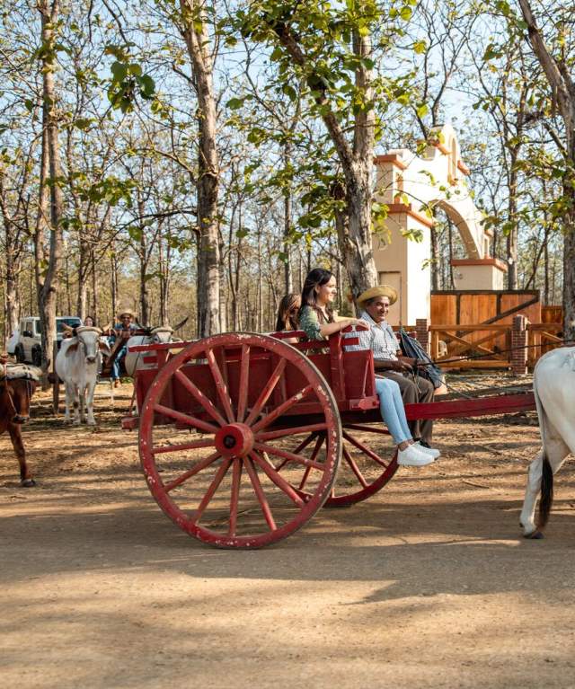 Traditional ox cart ride in Herrera, Panama – a rural cultural experience