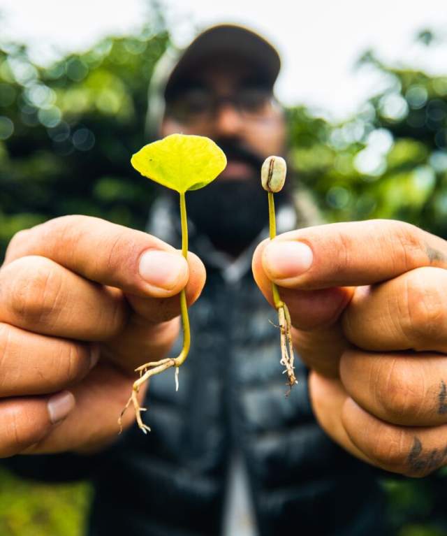 The image shows a person holding two small plants. The plants are at different stages of growth, with one being significantly larger than the other. The person is holding the plants in front of their face, with the background blurred out.
