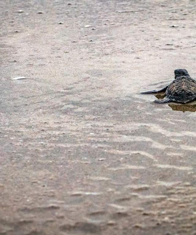 These tiny creatures are just beginning their long journey to the ocean. They are likely Olive Ridley sea turtles