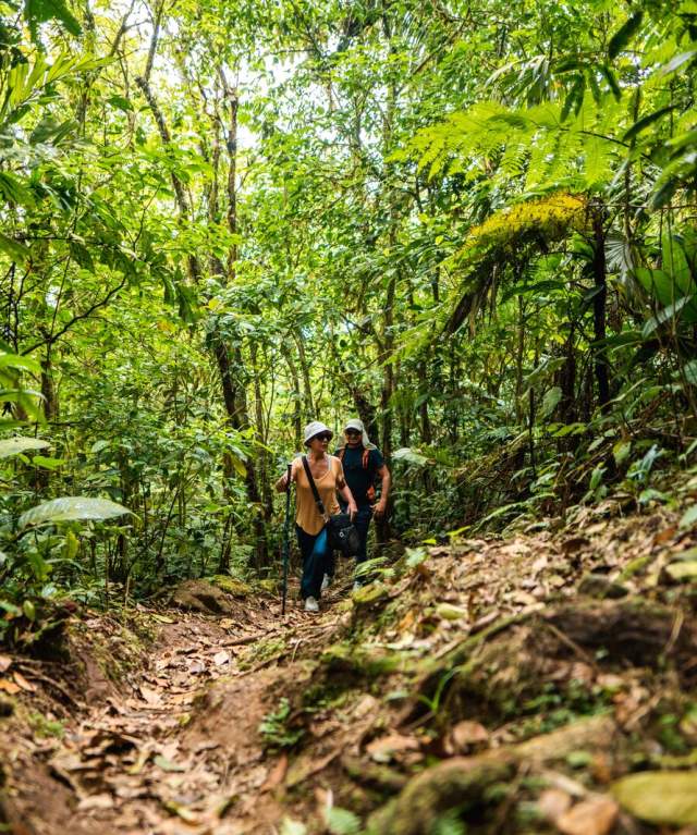 Visitantes caminan a través de la selva en el Cerro Graital, en El Valle de Antón, Panamá.