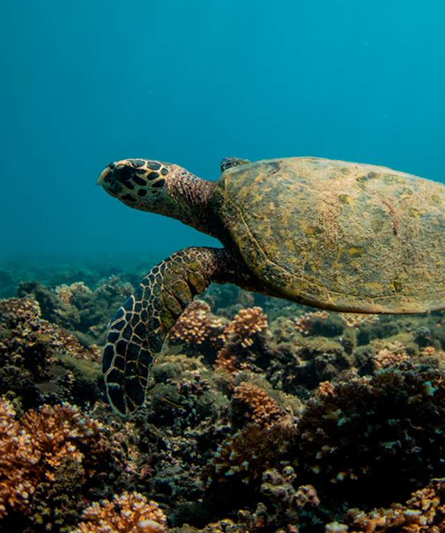 Tortuga marina nadando sobre arrecife de coral en la costa del Pacífico de Veraguas, Panamá.