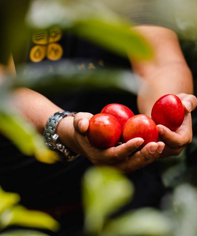 A farmer proudly displays a handful of ripe tomatoes harvested from La granjetita