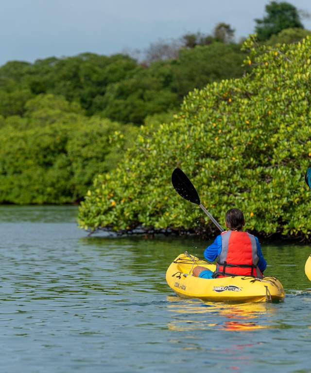 Kayak near the lush mangroves of Venas Azules in Portobelo