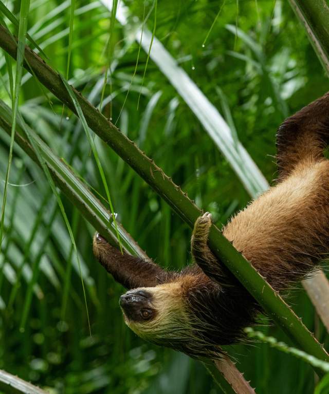 Sloth hanging from a palm tree branch