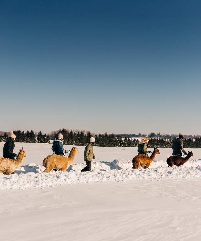 Winter alpaca walk