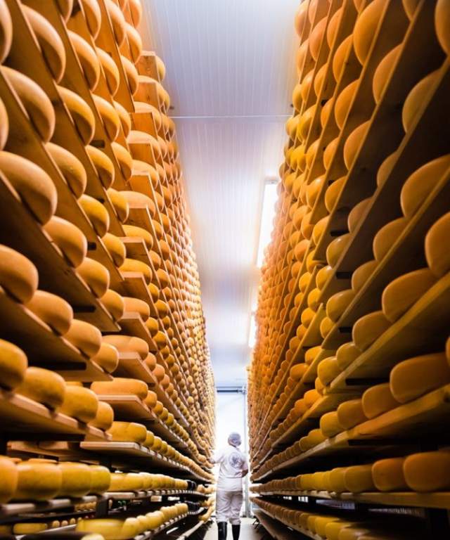 stacks of gouda cheese