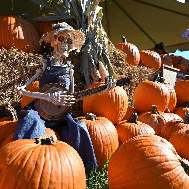 Parkland Pumpkin Patch